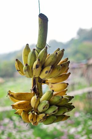 Whole ripe bananas are hanging in the house.の写真素材