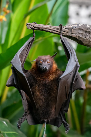 bat in the tree at bali indonesia (covid-19)