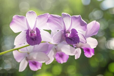 Close up Purple orchid with bokeh in the parkの写真素材