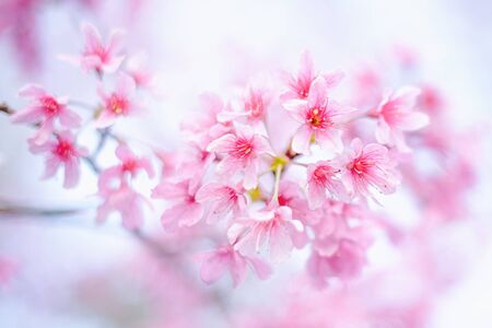 Beautiful pink Sakura flowers from north of thailandの写真素材