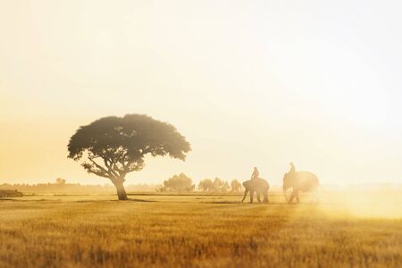 Elephant in the rice field in Surin Provinceの写真素材