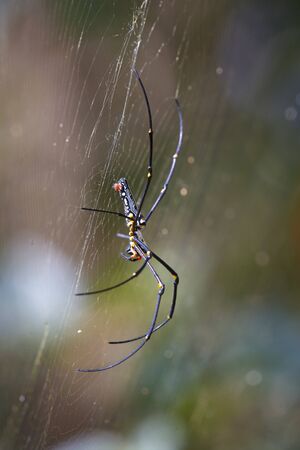 Spider in the nest with water dropletsの写真素材