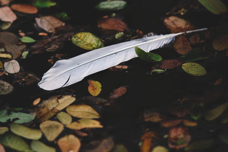 Feather and leaves fall into the water.の写真素材