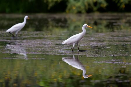 White egret Looking for food in the waterの写真素材