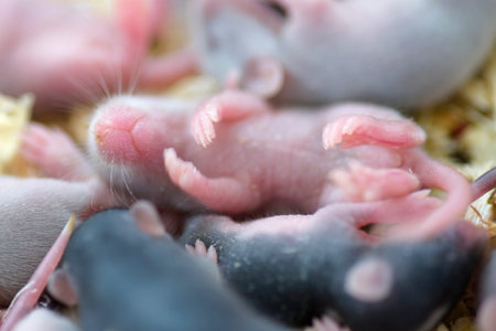 small rat that were raised for snakes