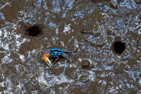FIDDLER CRAB in the mud of the mangrove forest.の写真素材