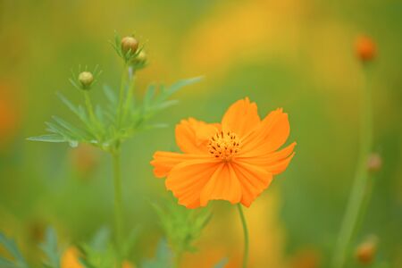 Yellow cosmos flower field Lop Buri  Thailand.の写真素材
