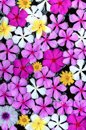 Flowers of many colors floating in the water basinの写真素材