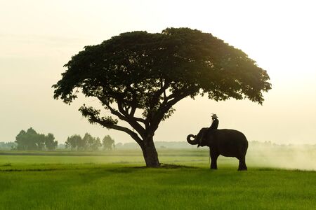 Elephants and people raising in the fieldsの写真素材