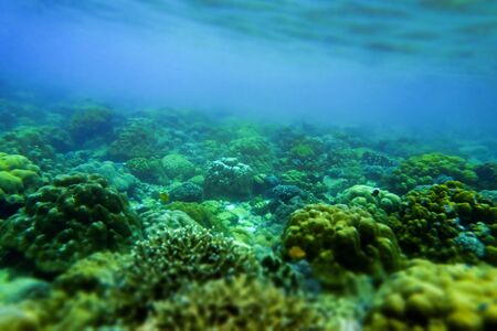 Brain coral under the sea in the cockburn  island of Myanmarの写真素材