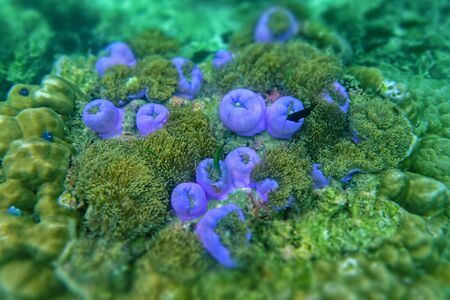 Anemone under the sea in the cockburn  island of Myanmarの写真素材