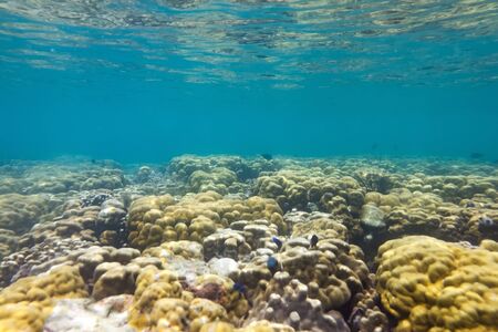 Brain coral under the sea in the cockburn  island of Myanmarの写真素材