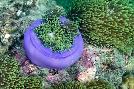Anemone under the sea in the cockburn  island of Myanmarの写真素材