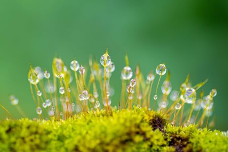 Dew drops on the top of the mossの写真素材