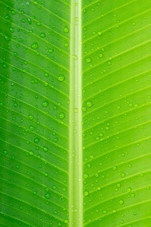 Close up Banana leaves and water dropletsの写真素材