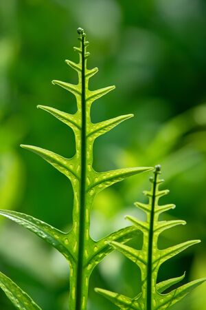 Close up Green fern leaf branches on green backgroundの写真素材