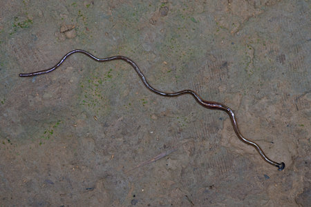 Land Planaria  Bipalium Kewense on the ground