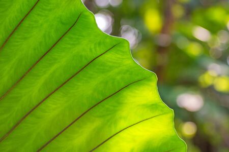 Close up Green fern leaf branches on green backgroundの写真素材