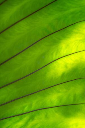 Close up Green fern leaf branches on green backgroundの写真素材