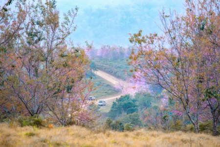 Phu Lom Lo attractions  Loei Province  Thailandの写真素材