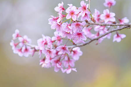 Wild Himalayan Cherry at Phu Lom Lo  Northern Thailandの写真素材