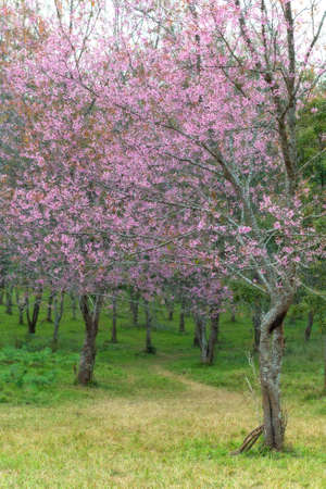 Wild Himalayan Cherry at Phu Lom Lo  Northern Thailandの写真素材