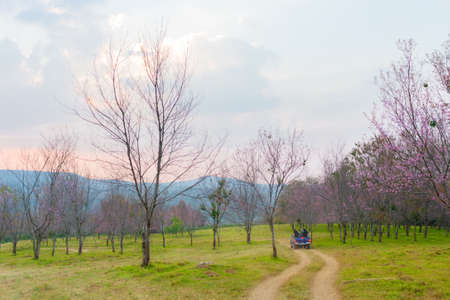 Wild Himalayan Cherry at Phu Lom Lo  Northern Thailandの写真素材