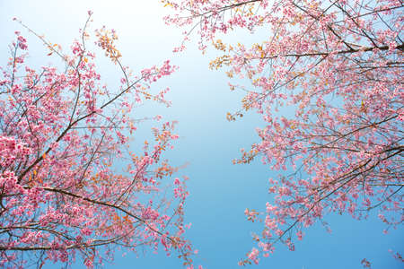 Wild Himalayan Cherry at Phu Lom Lo  Northern Thailandの写真素材
