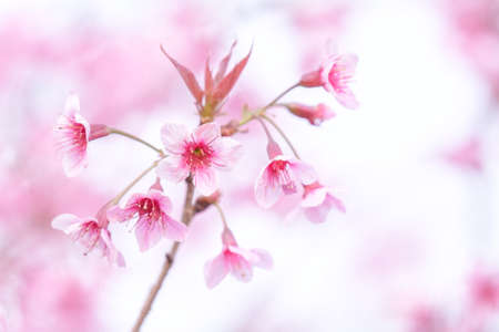 Wild Himalayan Cherry at Phu Lom Lo  Northern Thailandの写真素材