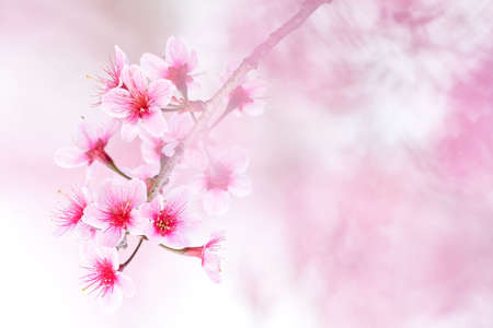 Wild Himalayan Cherry at Phu Lom Lo  Northern Thailandの写真素材