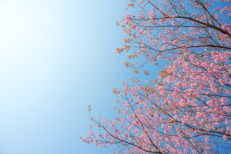 Wild Himalayan Cherry at Phu Lom Lo  Northern Thailandの写真素材