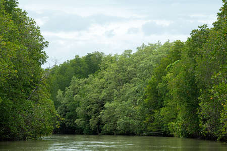Mangrove trees and mangrove forests  Chanthaburi  Thailandの写真素材