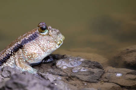 Mudskipper fish in the sea Mangrove areaの写真素材