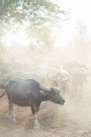Many buffalo herds in the southern provinces of Thailand.の写真素材