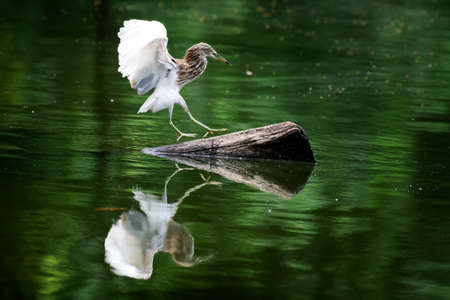 egret perched on a branch in the middle of the water.の写真素材