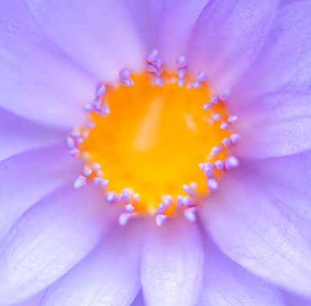 Close-up of yellow pollen of purple lotusの写真素材