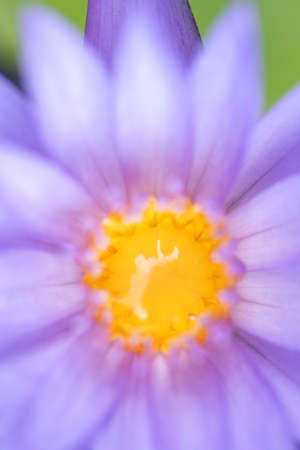 Close-up of yellow pollen of purple lotusの写真素材