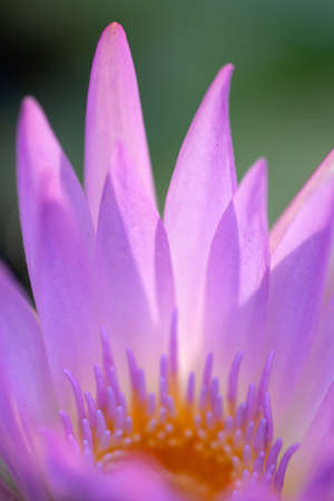 Close-up of yellow pollen of purple lotusの写真素材