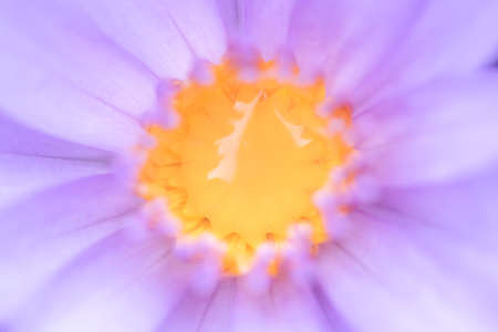 Close-up of yellow pollen of purple lotusの写真素材
