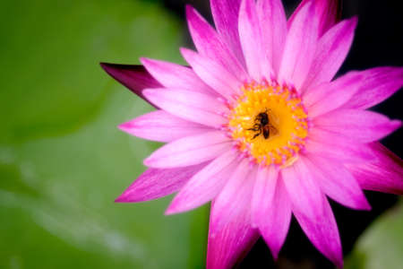 Closeup of a dead bee on the yellow pollen of a purple lotus.の写真素材
