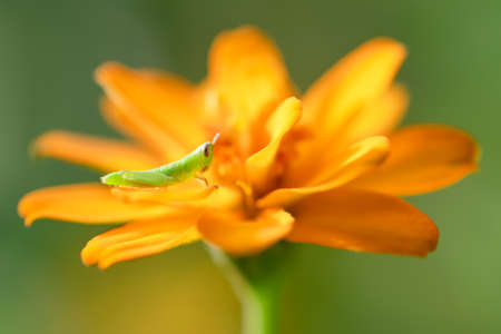 Closeup of green grasshopper on orange flowersの写真素材