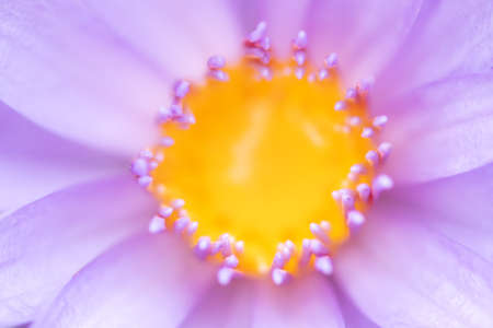 Close-up of yellow pollen of purple lotusの写真素材