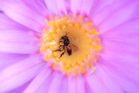 Closeup of a dead bee on the yellow pollen of a purple lotus.
