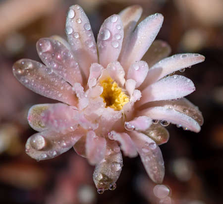 Close up or macro Pink flower cactus.の写真素材