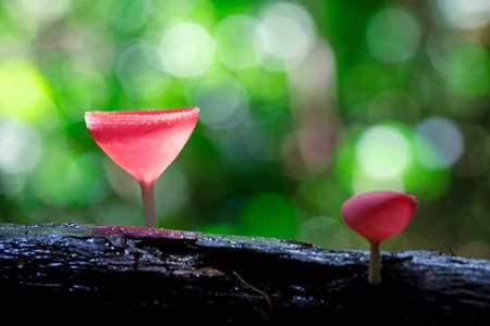 PINK BURN CUP or Tarzetta Rosea ( Rea) Dennisの写真素材