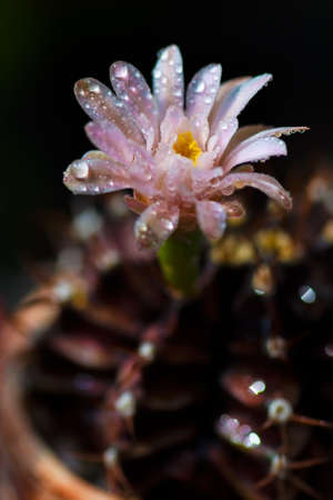 Close up or macro Pink flower cactus.の写真素材