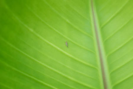 small insects on green leaves in natureの写真素材