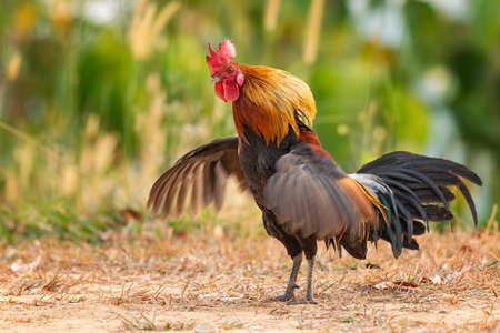 bantam rooster walking on the mountain in natureの写真素材