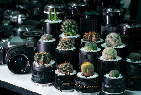cactus pot made from old camera  lensesの写真素材