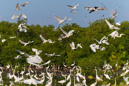 Egret foraging in the mangrove forestの写真素材
